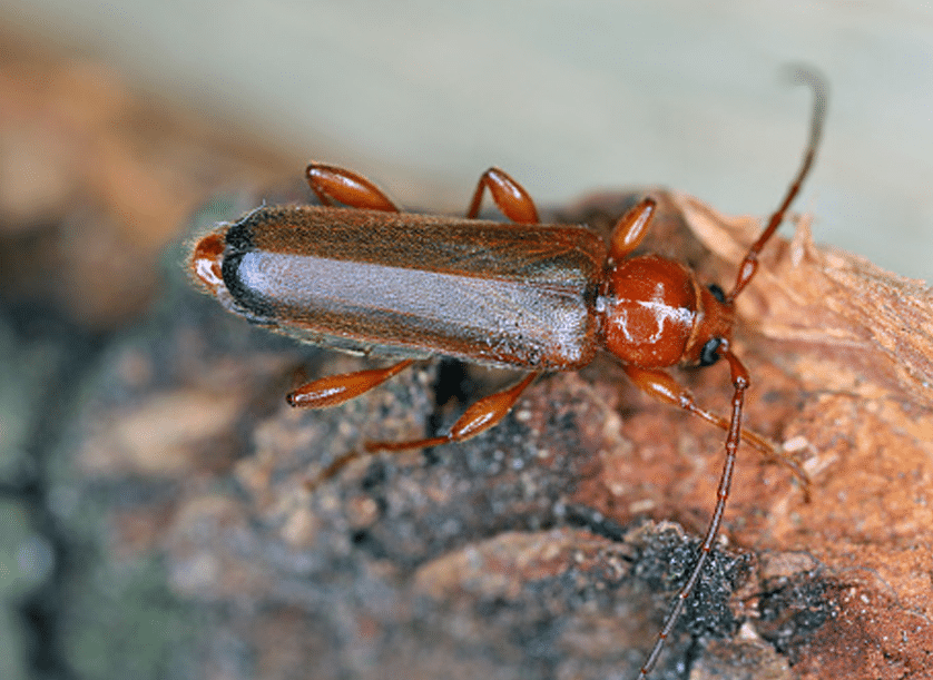 borer-img-2