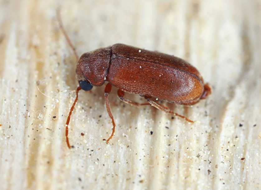 borer-img