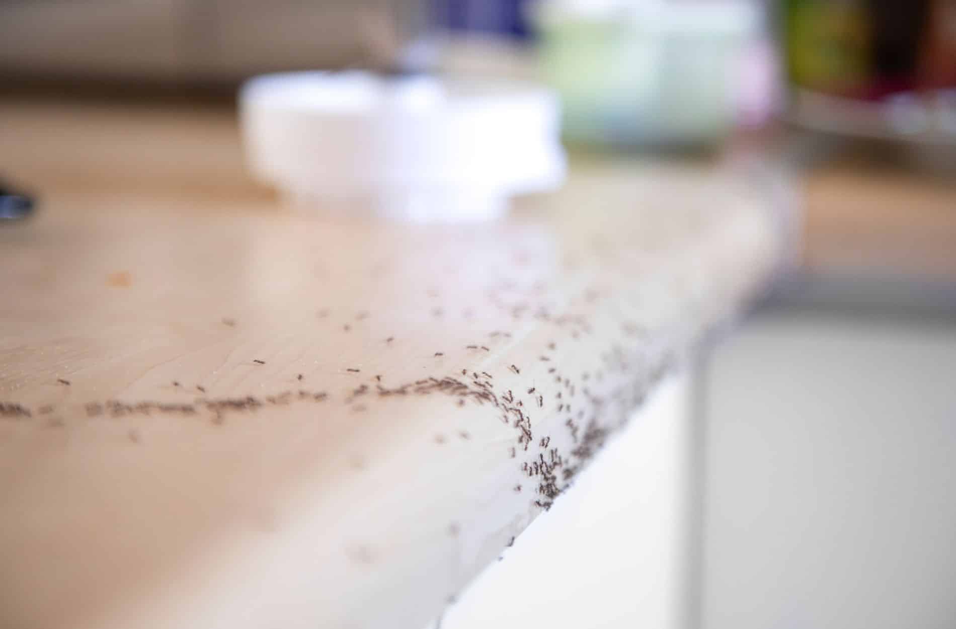 A kitchen counter with a line of small ants moving across its surface. The background is blurred, focusing on the ants at the edge of the countertop, highlighting the urgent need for effective pest control.