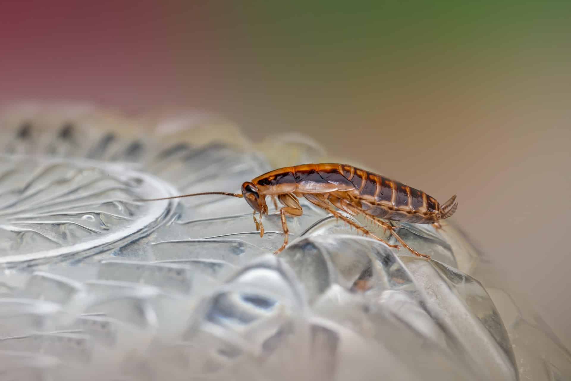Close-up of a cockroach on a textured surface with a blurred background, highlighting its distinctive markings and details. This image underscores the importance of pest control in keeping spaces pestfree with its dark brown body and long antennae.
