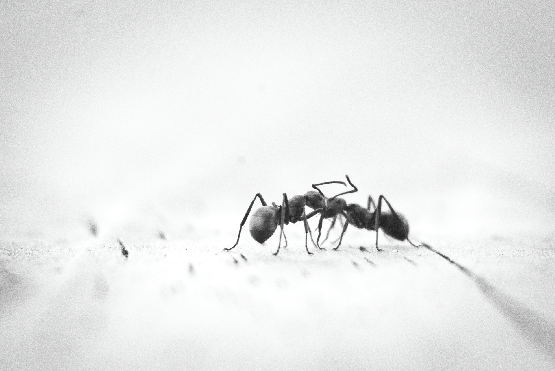 Ants
