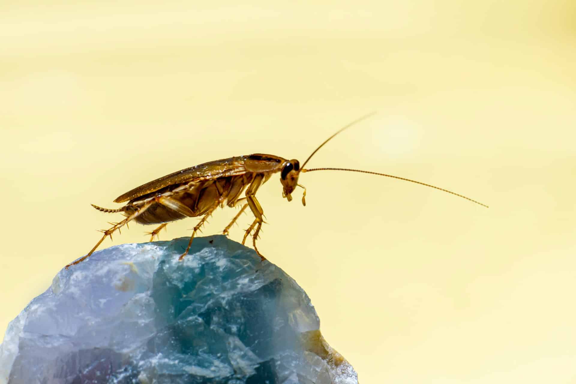 Pest Control